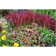 Многогодишна декоративна трева Imperata cylindrica Red Baron