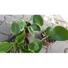 Комплект 3 броя Хости Hosta (различни цветове)