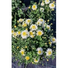 Лятна Хризантема в саксия Ф17 (бяла) - цъфти цяло лято