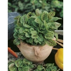 Киселец с червени жилки в саксия Rumex red blood