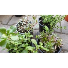 Комплект 4 броя Сукуленти и Седуми микс в саксия