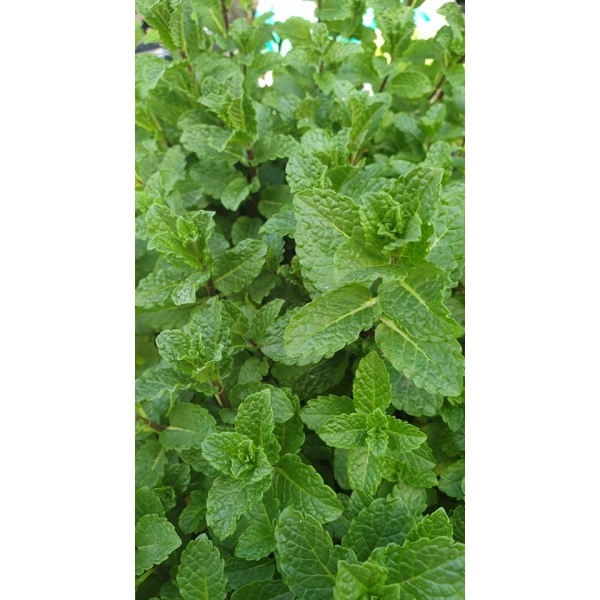 Разсад Мента Мароканска Moroccan Mint