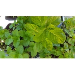 Разсад Мента с аромат на Портокал Mentha × piperita f citrata Orange