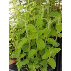 Разсад Мента с аромат на Ягода Mentha × piperita f citrata Strawberry