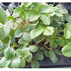 Разсад Ягоди сорт Клери