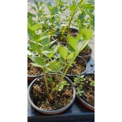 Разсад Девисил Levisticum officinale Koch