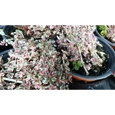 Разсад за Седум Триколор