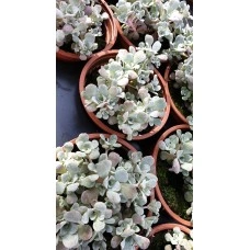 Разсад за Сребрист Седум