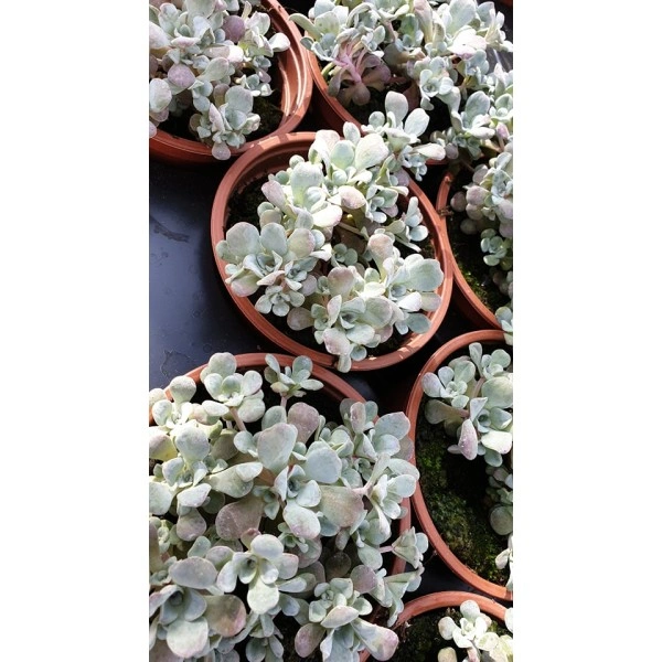 Разсад за Сребрист Седум