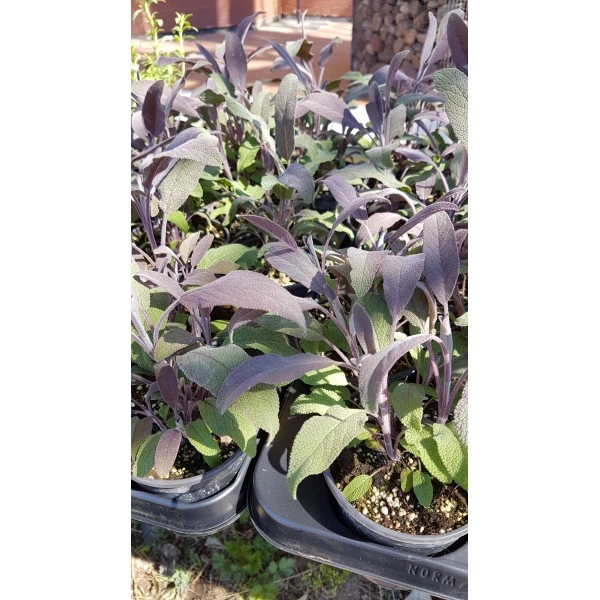 Разсад Салвия Salvia officinalis