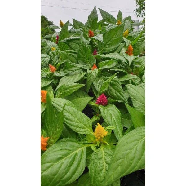 Салвия (Пламъче) в саксия - различни цветове