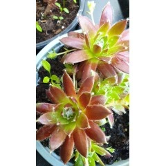 Сукуленти микс в саксия