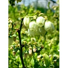 Вечнозелена Боровинка - Vaccinium Corymbosum Sunshine Blue