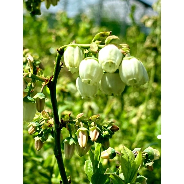 Вечнозелена Боровинка - Vaccinium Corymbosum Sunshine Blue