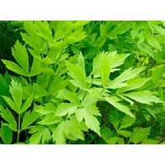 Девисил Levisticum officinale