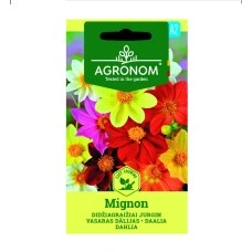 Далия Dhalia Mignon