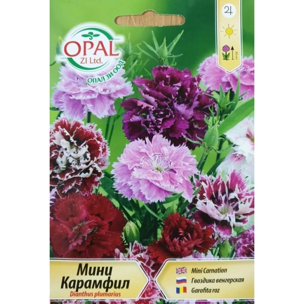 Карамфил мини Dianthus plumarius