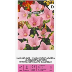 Платикодон пинк Balloon Flower