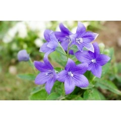 Семена за Цветя Платикодон Platycodon grandiflorus