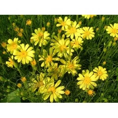 Семена за Цветя Тимофила Thymophylla tenuifolia