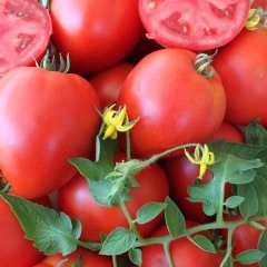 Домати Армира F1 - 50бр семена