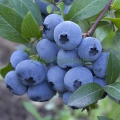 Американска Синя Боровинка Аврора Blueberry Vaccinium corymbosum Aurora