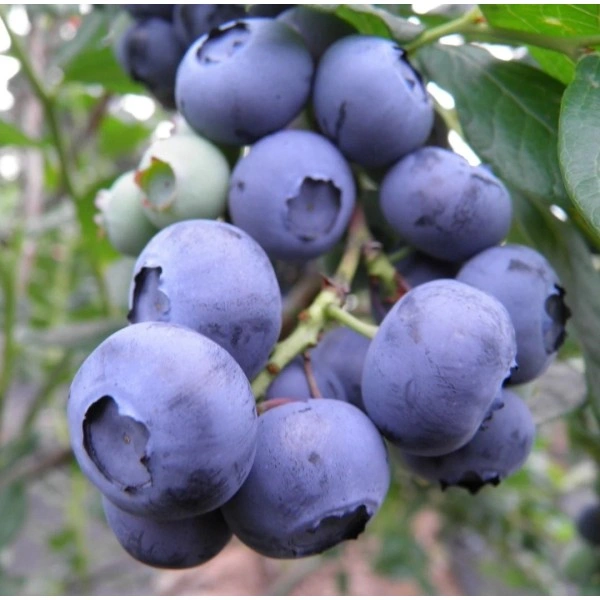 Американска Синя Боровинка Чандлър Vaccinium corymbosum Chandler