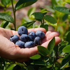 Американска Синя Боровинка Елиът Vaccinium corymbosum Elliott